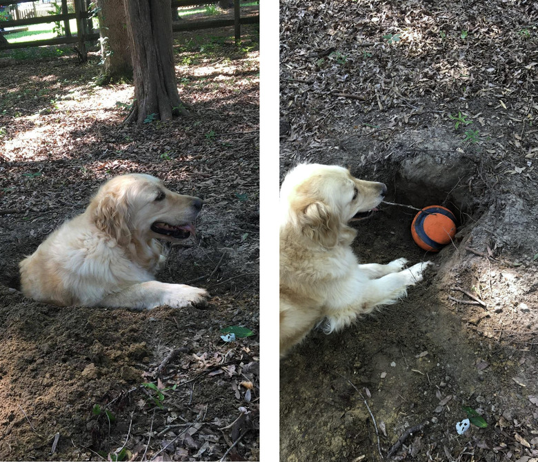 Photo set of dog lying in a hole and putting a ball in the hole