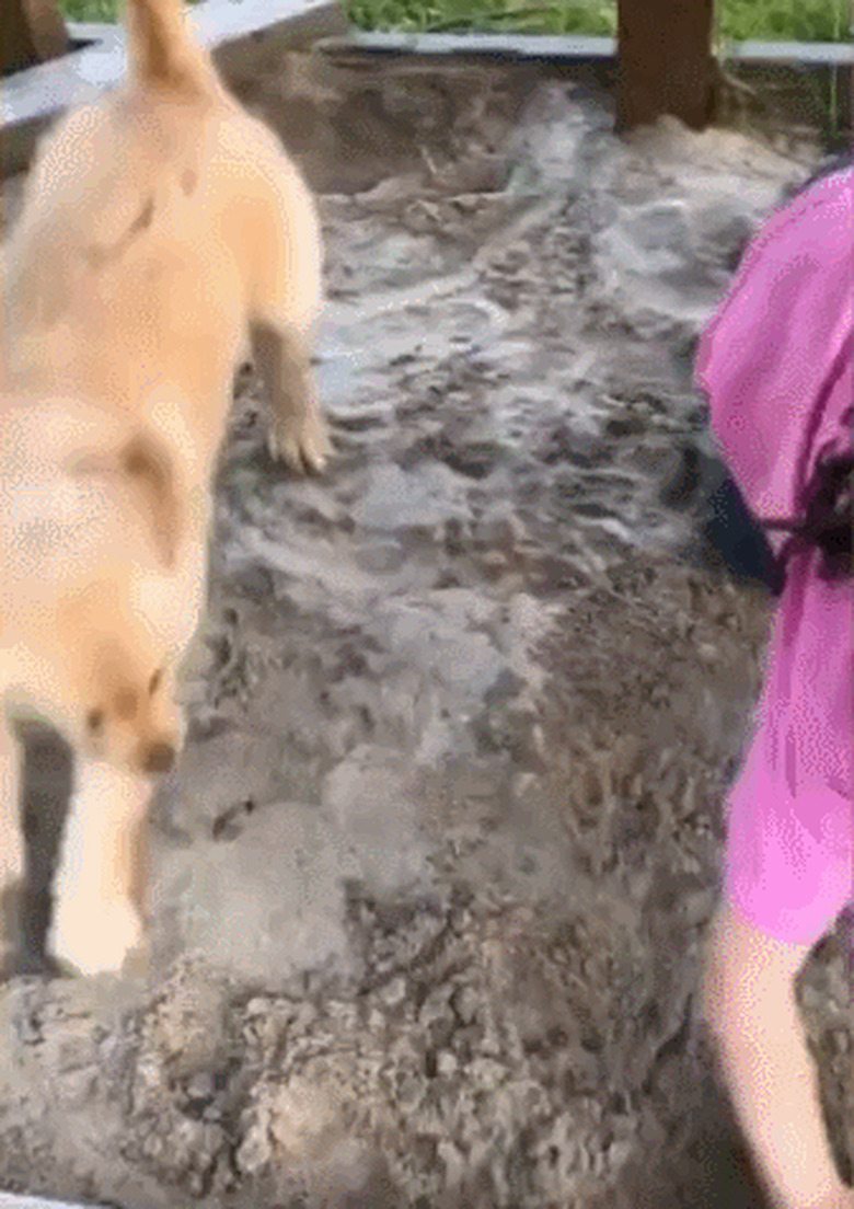 puppy digs hole with help from child