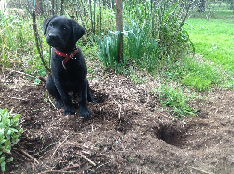 Dog next to small and deep hole.