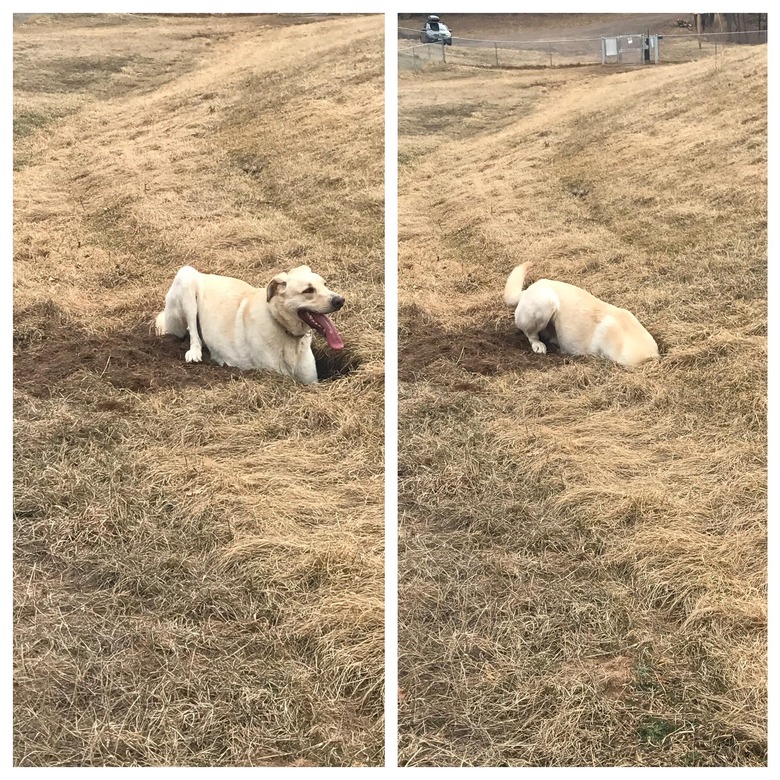 Photo set of dog in field, first with paws in a hole, then with head in a hole.