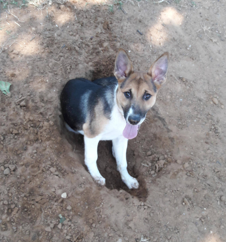 Dog standing in irregularly shaped hole.