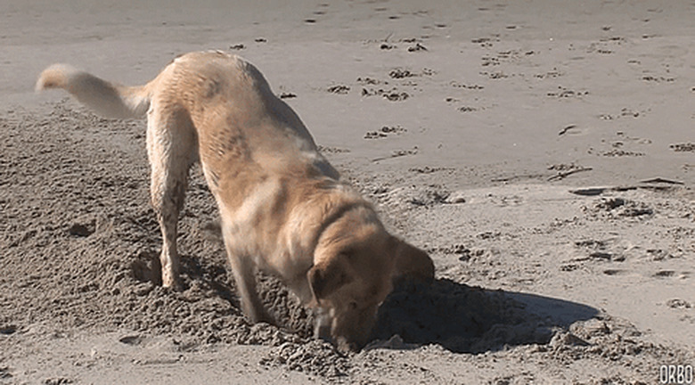 dog digs hole on beach