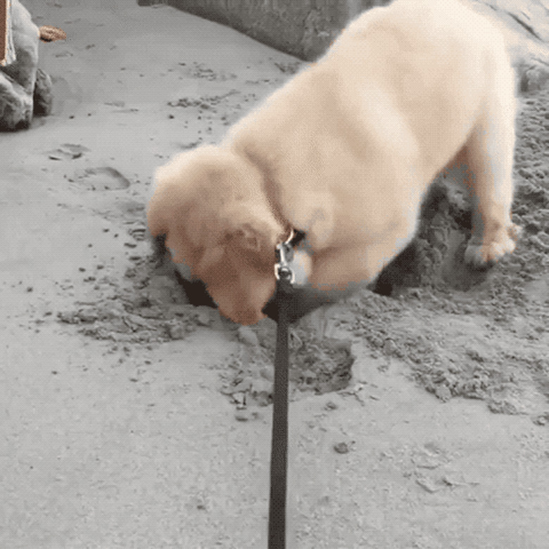 dog digs hole on beach