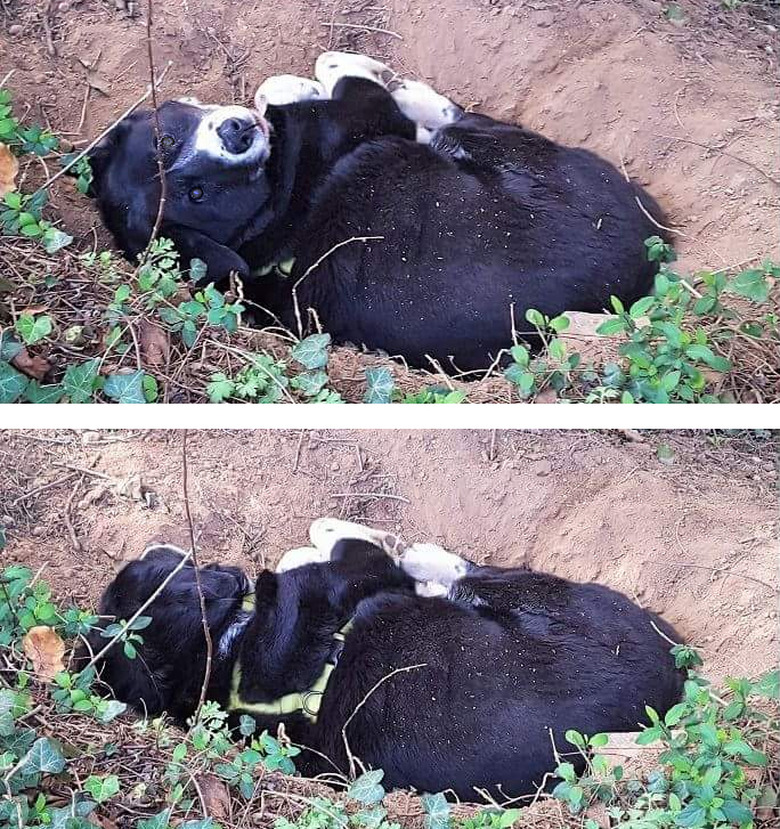 Photo set of dog in shallow hole, first looking at camera, then looking away