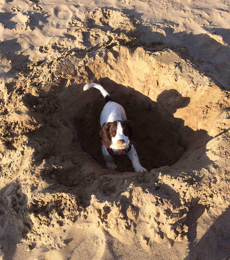 Small dog in sandy hole.