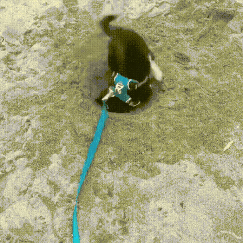 dog digging hole on beach