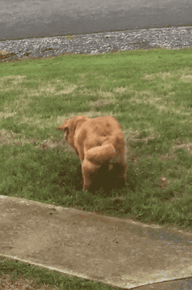 dog digs hole then sits in it