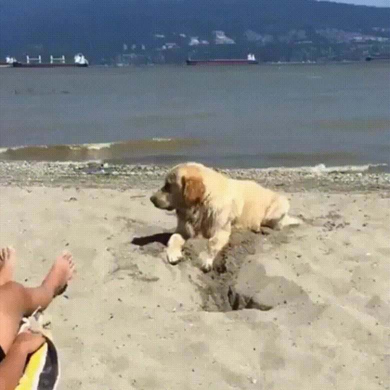 dog digs hole on beach