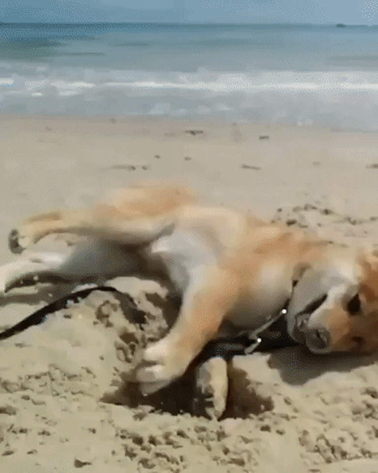 dog digs hole on beach