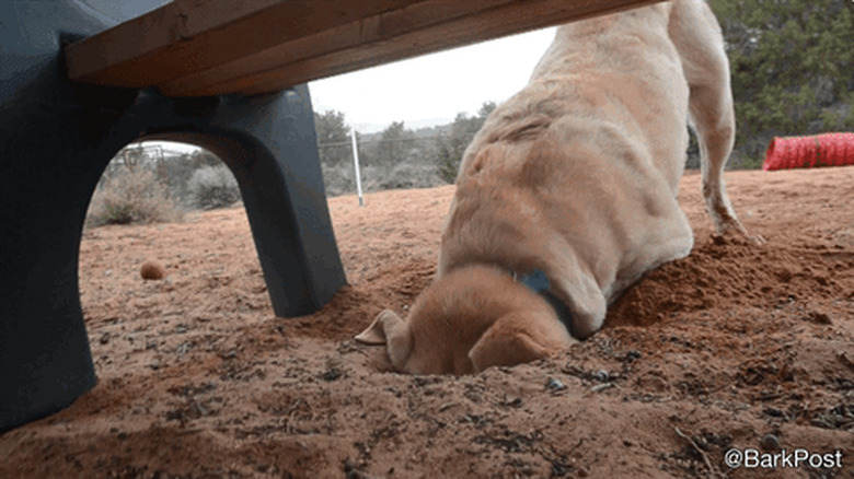 dog digs hole under park bench