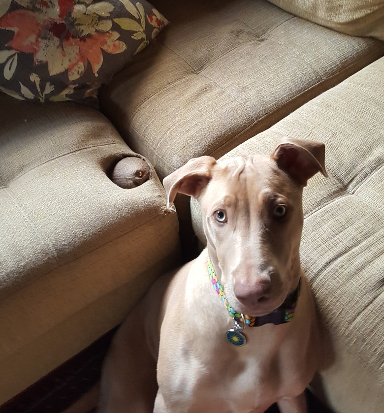 Dog next to couch with indentation containing a coconut. Caption: My dog chewed a hole in our couch and 