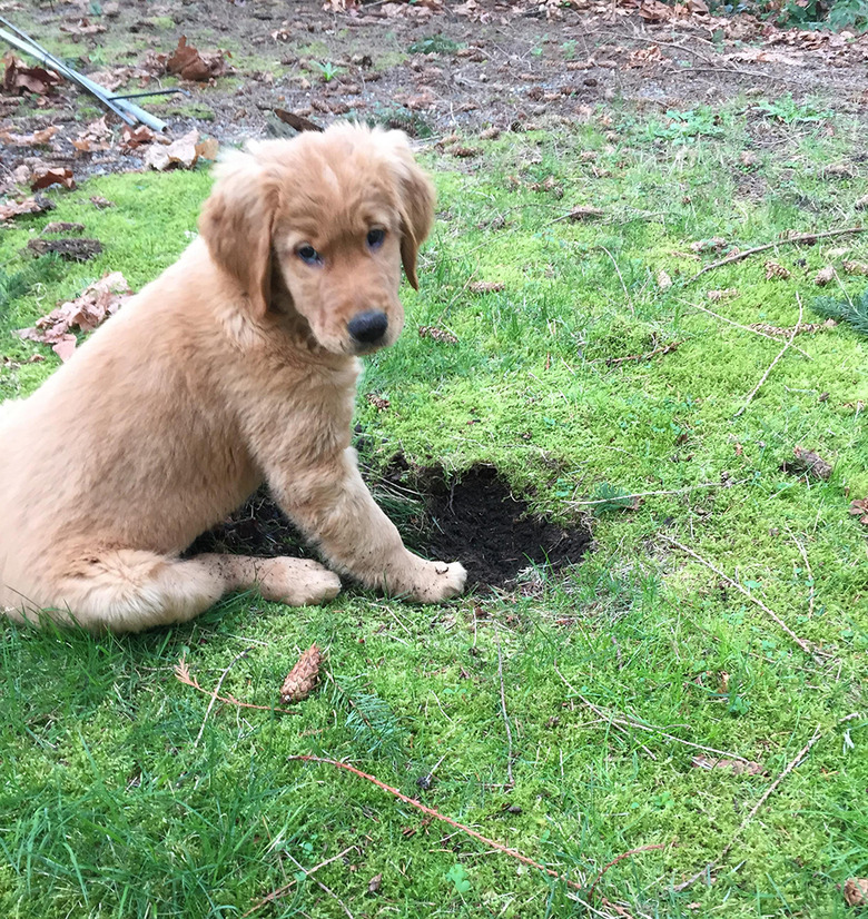 Dog next to dark hole in green grass.