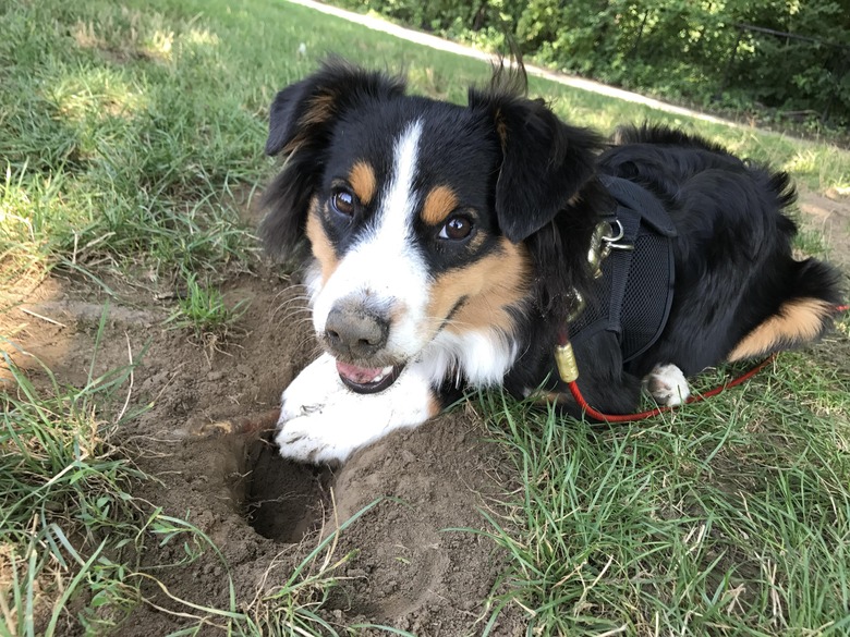 Dog next to very small hole.