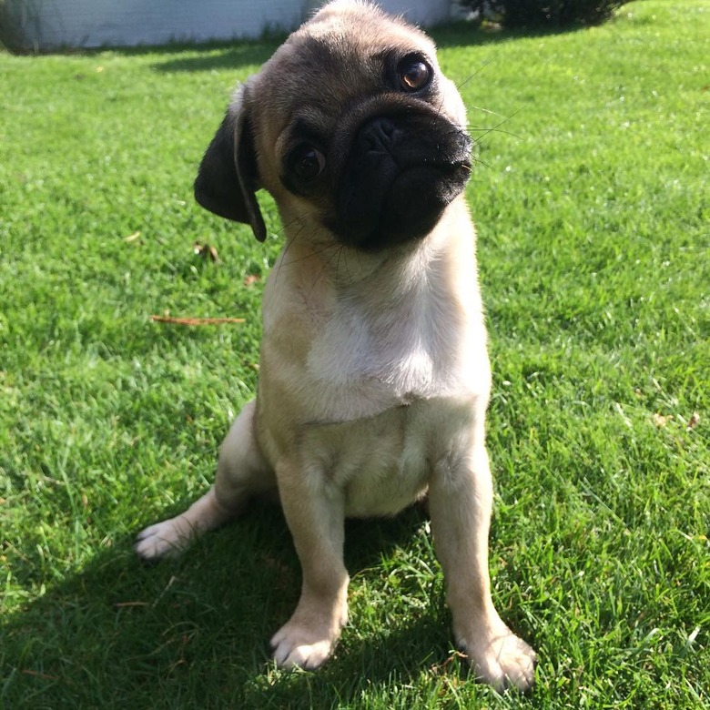 chubby pug puppy belly