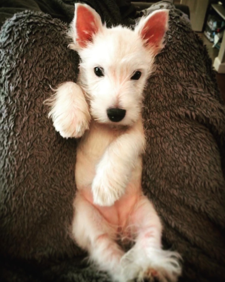 chubby westie puppy