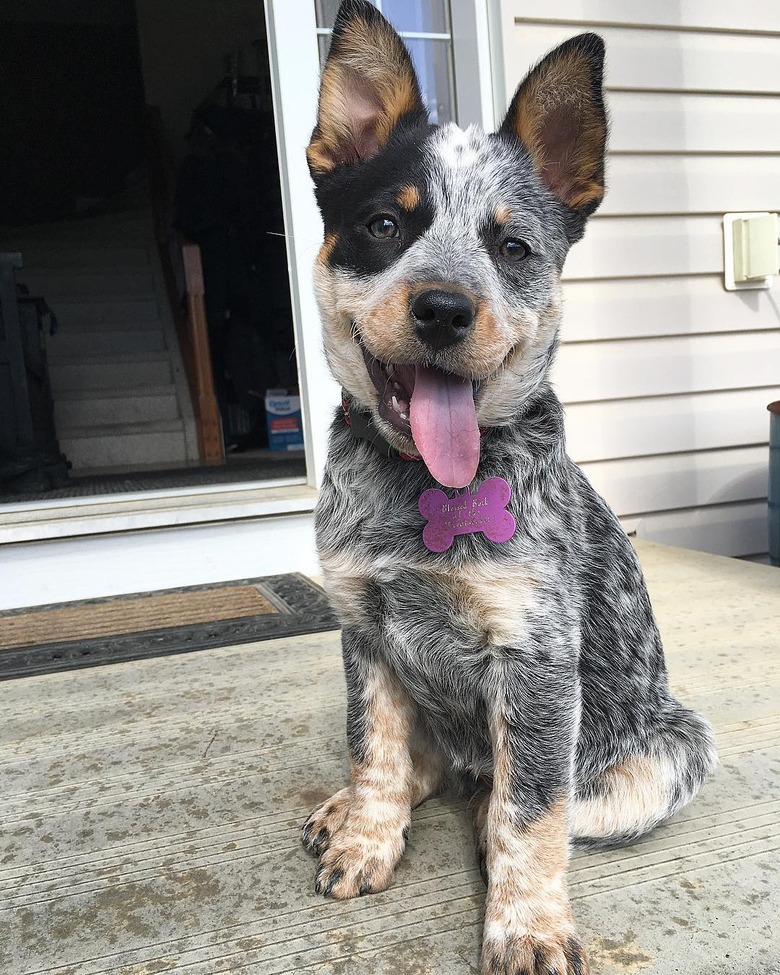 chubby puppy