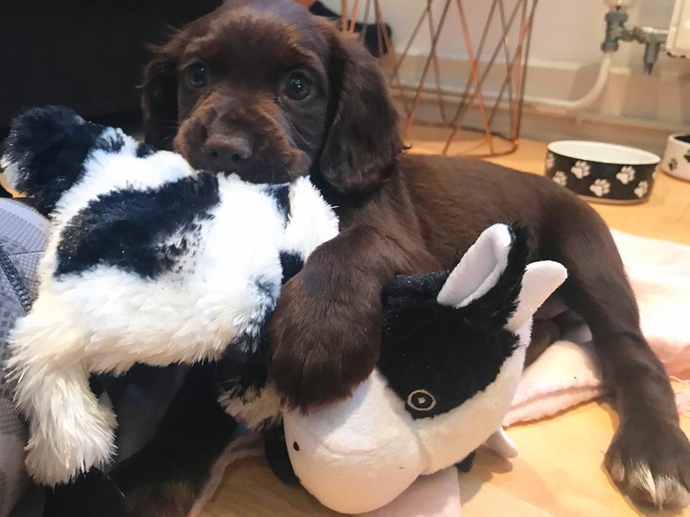 chubby puppy showing off stuffed animal