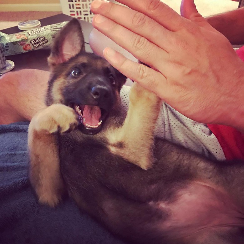 chubby german shepherd belly