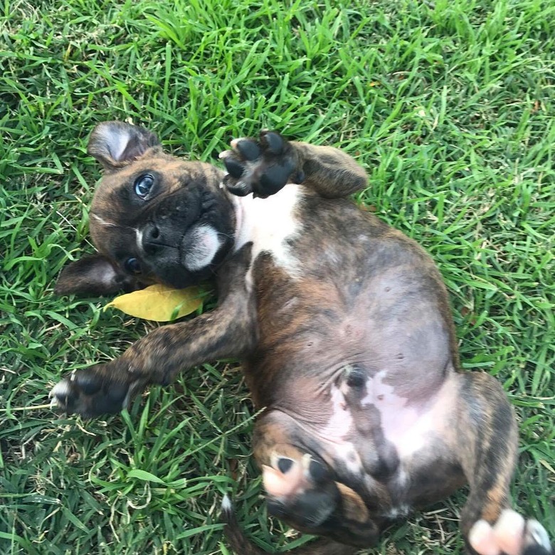 chubby puppy belly