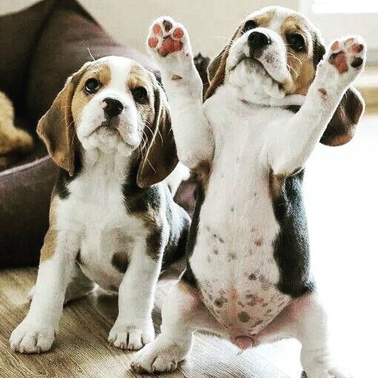 chubby puppy bellies