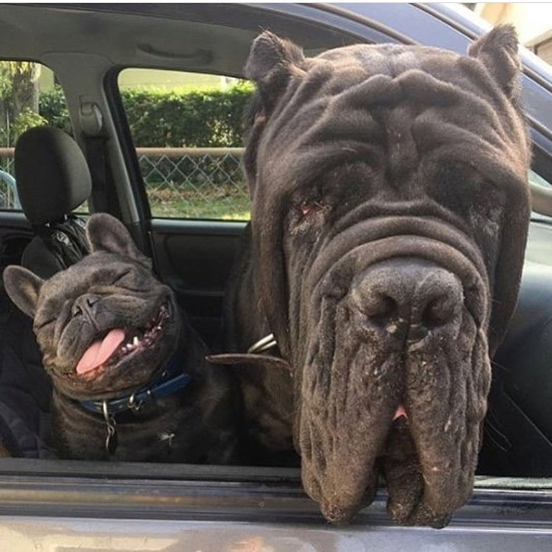 Black bulldog sleeping next to a Neopolitan Bullmastiff in a car.