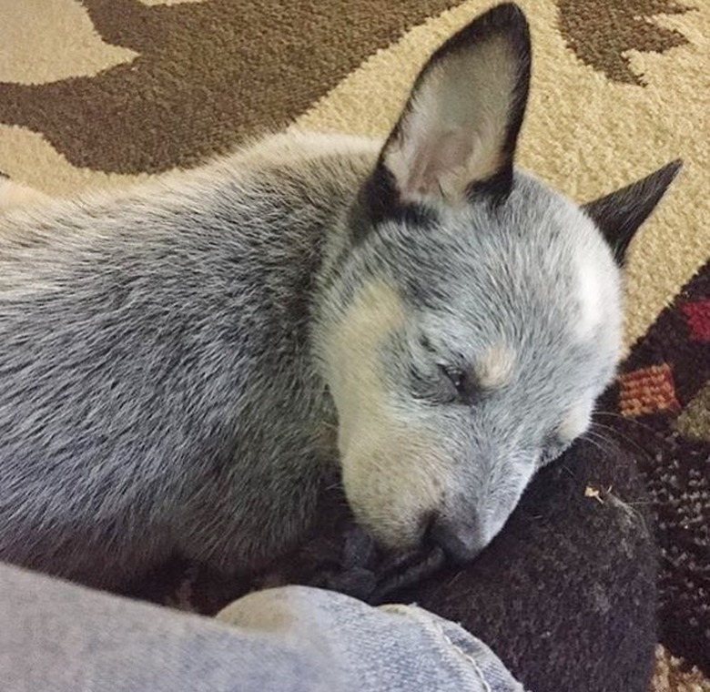 Blue heeler dog sleeping.