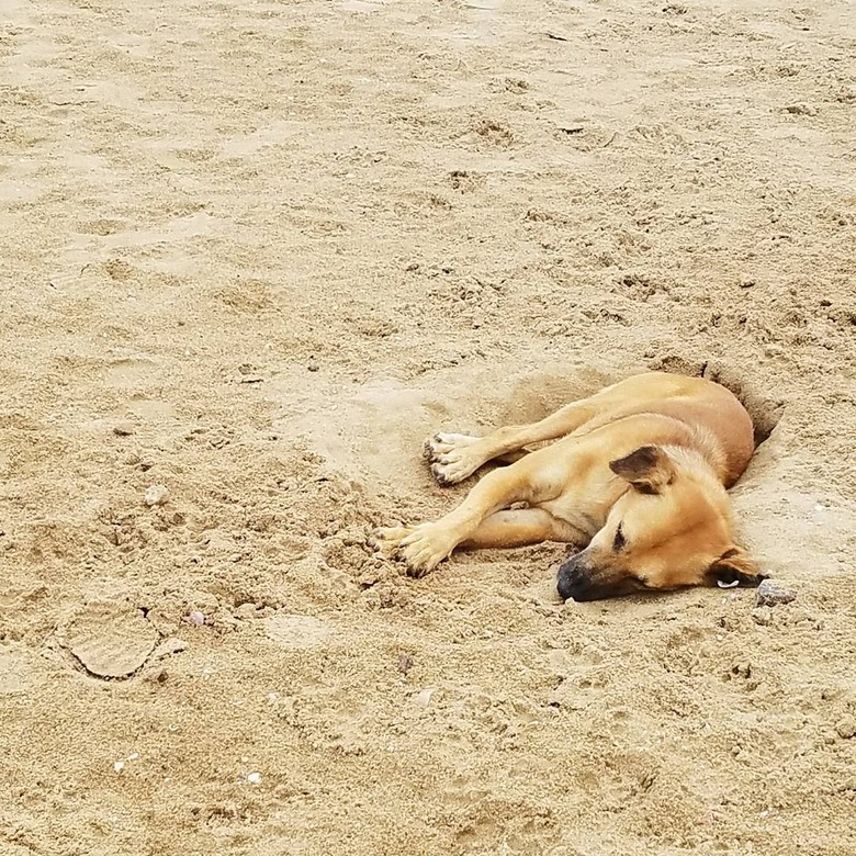 Dog sleeps at beach on the sand.