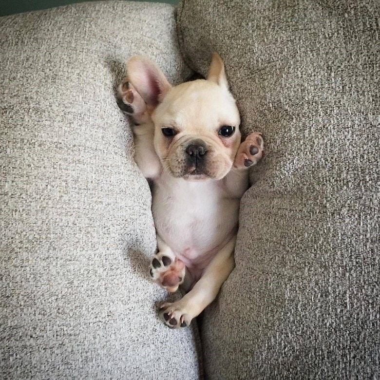 Pug puppy stuck between couch cushions.