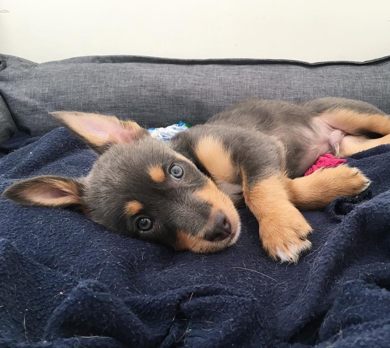 Kelpie cross puppy lying on a bed.