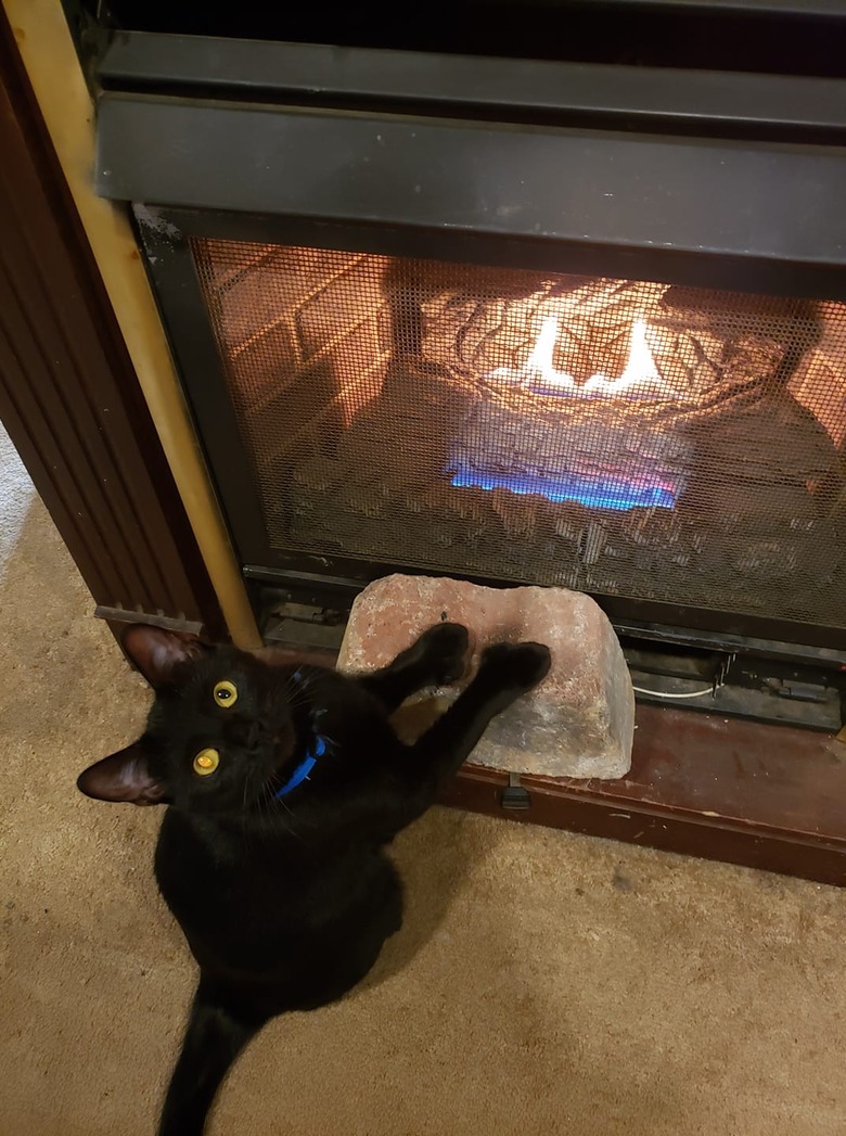 cat warms paws next to fireplace