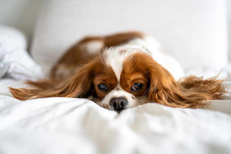 Cavalier King Charles Spaniel Napping In Bed