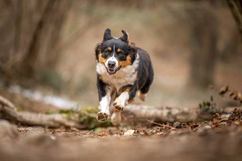 Australian shepherd dog running in a forest, Lecco, Lombardy, Italy