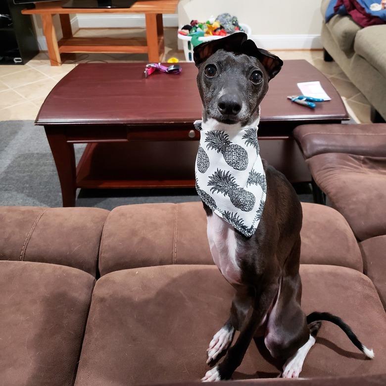 whippet dog wearing a pineapple print bandana.