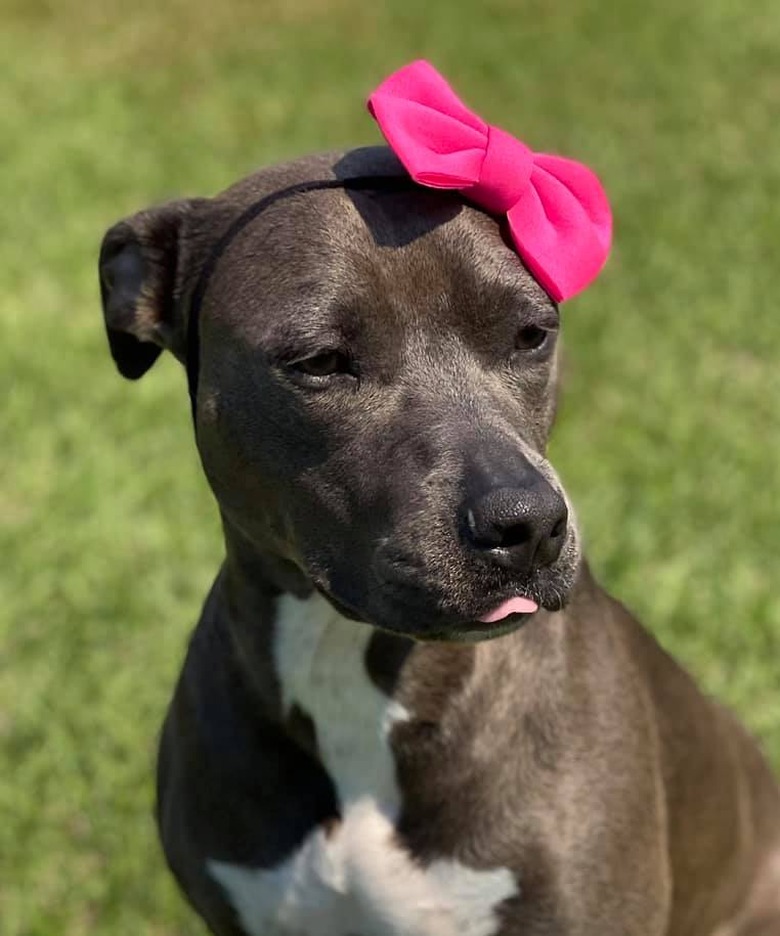 dog wears pink bow on their head.