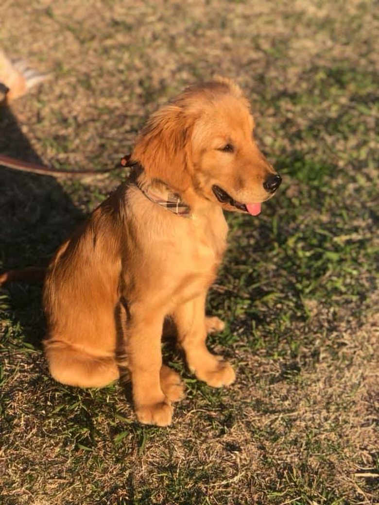 puppy sits in golden hour lighting.