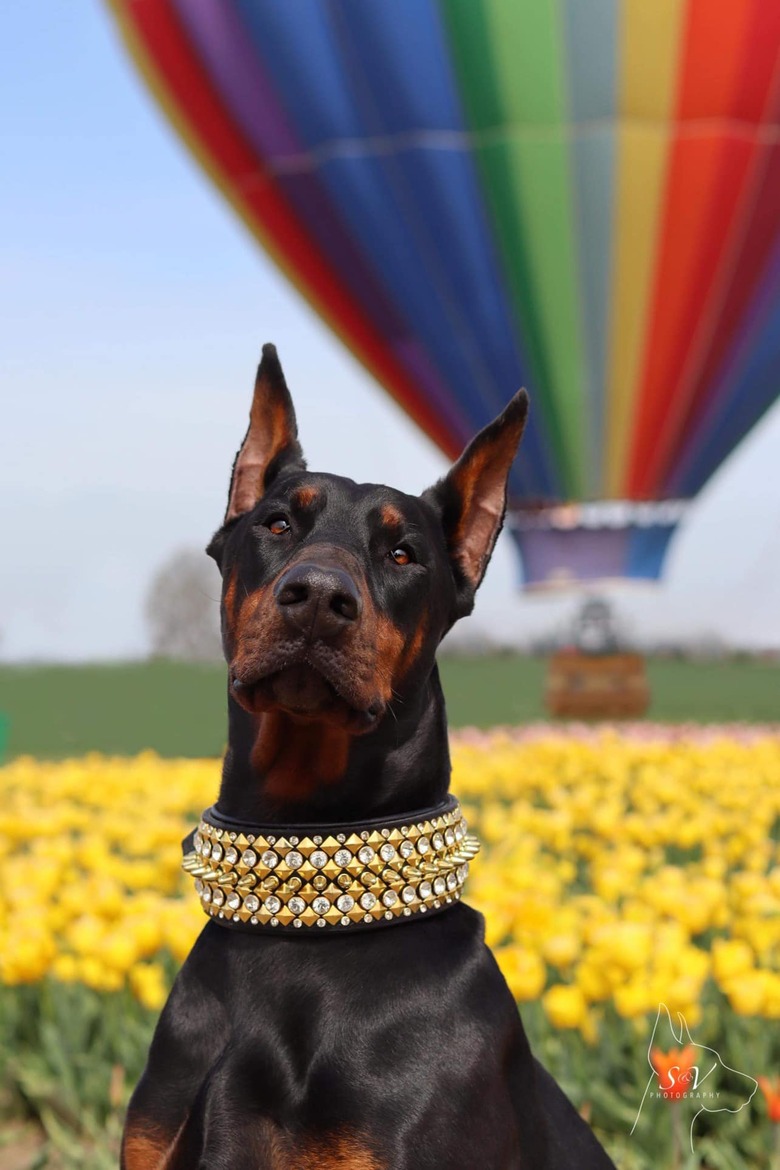 dog wearing jeweled collar in front of hot air balloon.