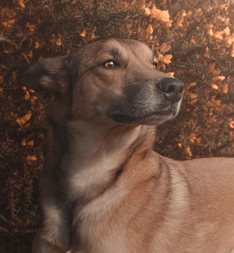 handsome dog posing by a bush in soft light.