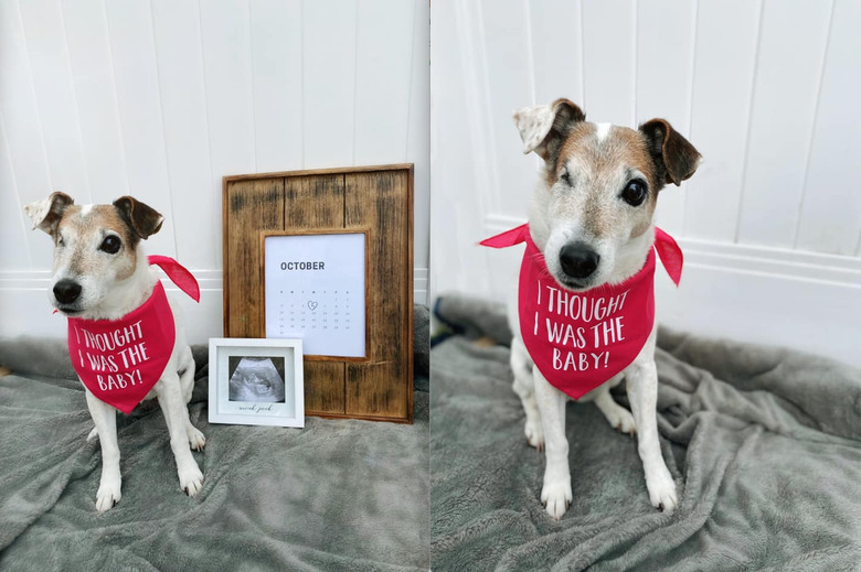 dog wearing a red bandana that says, 