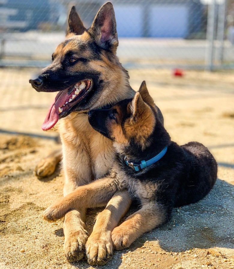 Adult and baby German shepherds pose for photo together.