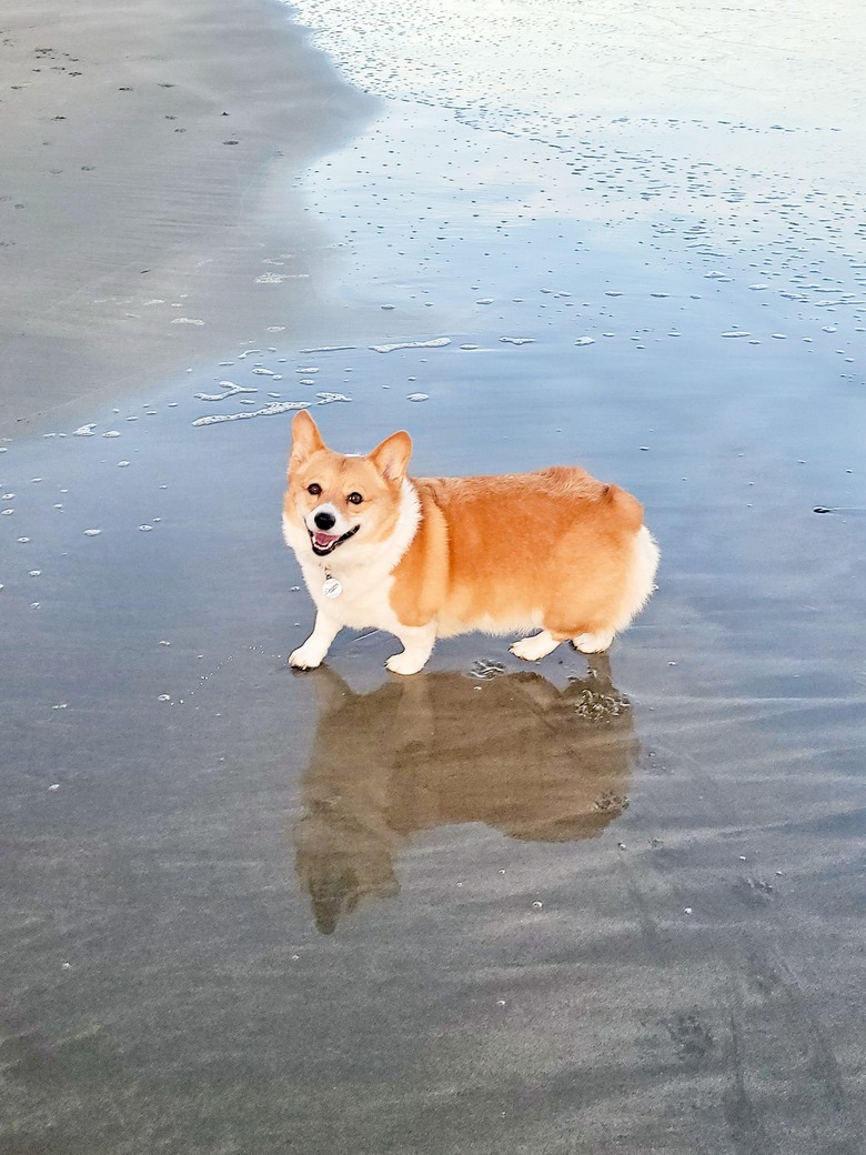 happy corgi walks on beach.