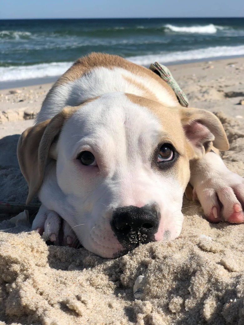 dog poses for photo in sand.