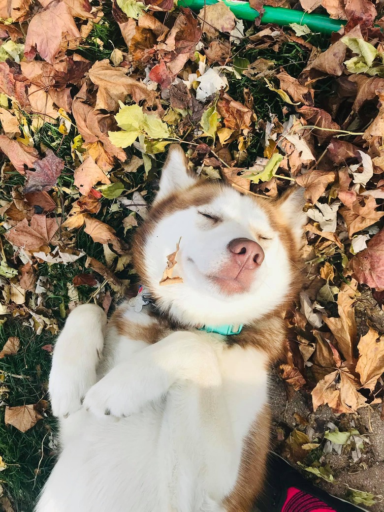 happy dog rolls around in fall leaves.