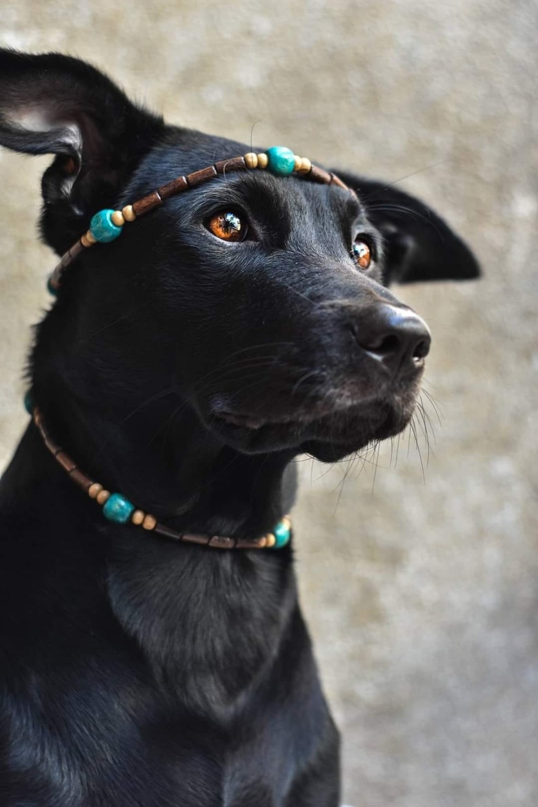 black dog with brown eyes wearing a head jewelry.