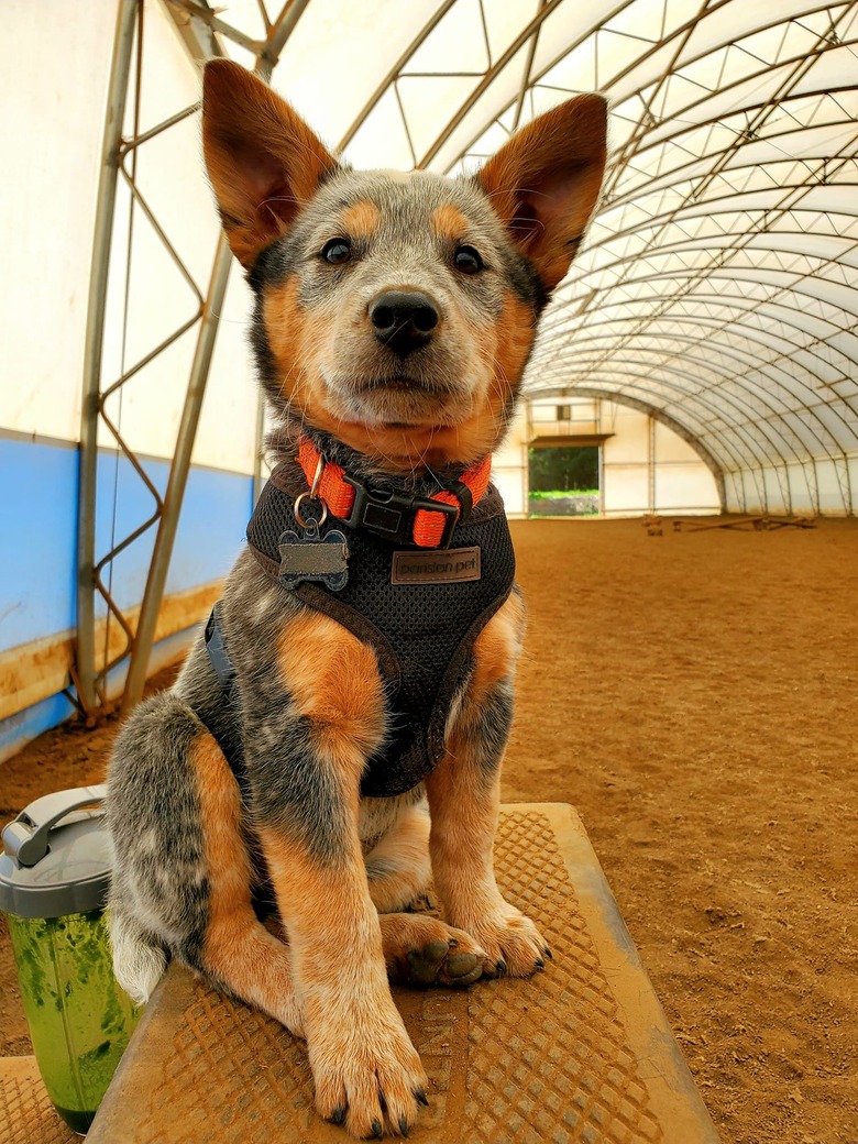 dog in harness participates in model challenge.