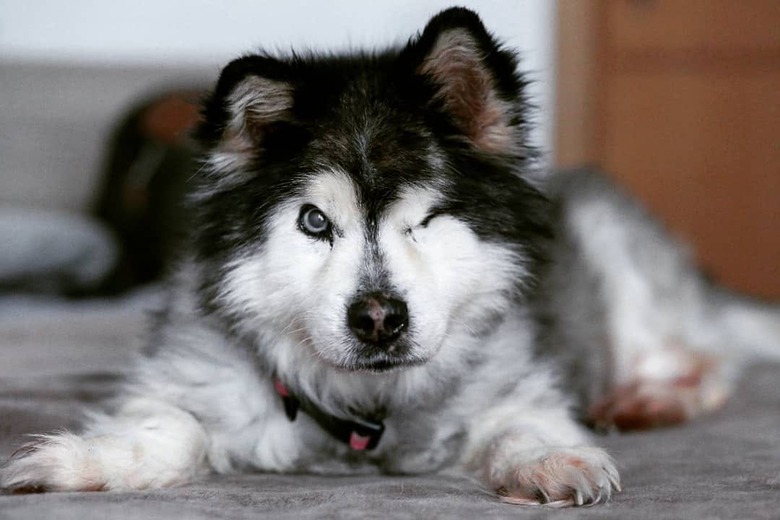 handsome husky dog winking for the camera.