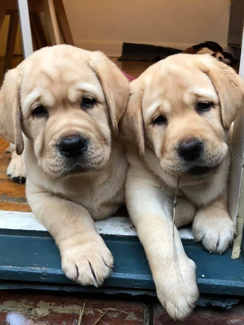 two puppies pose for picture.