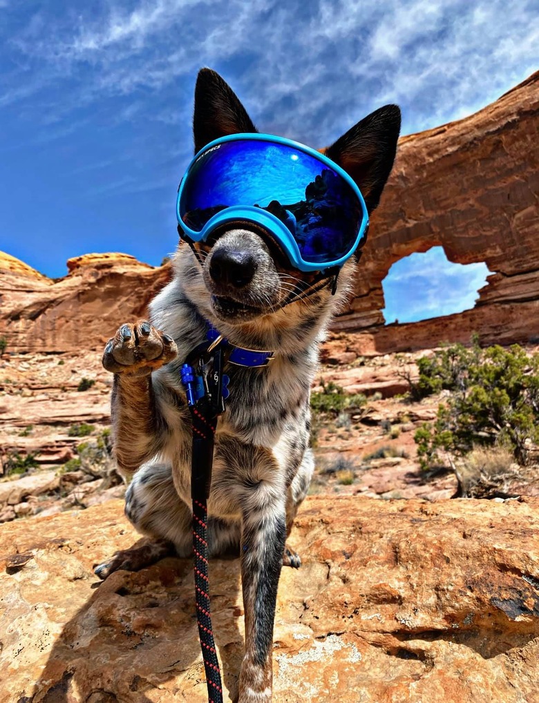 dog wears sun goggles on desert hike.