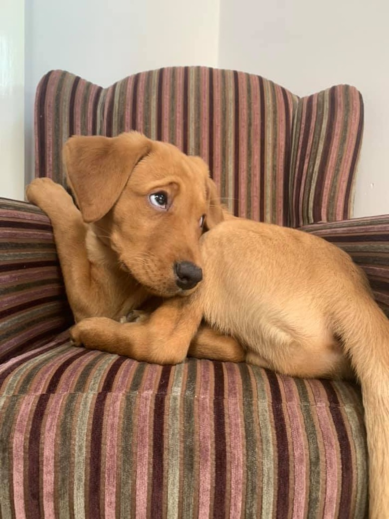 puppy flashes sly look while sitting on an armchair.