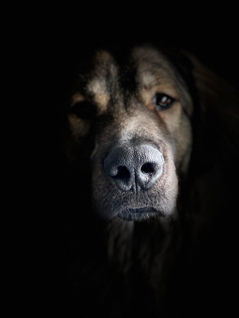 dog poses for portrait with dramatic lighting.