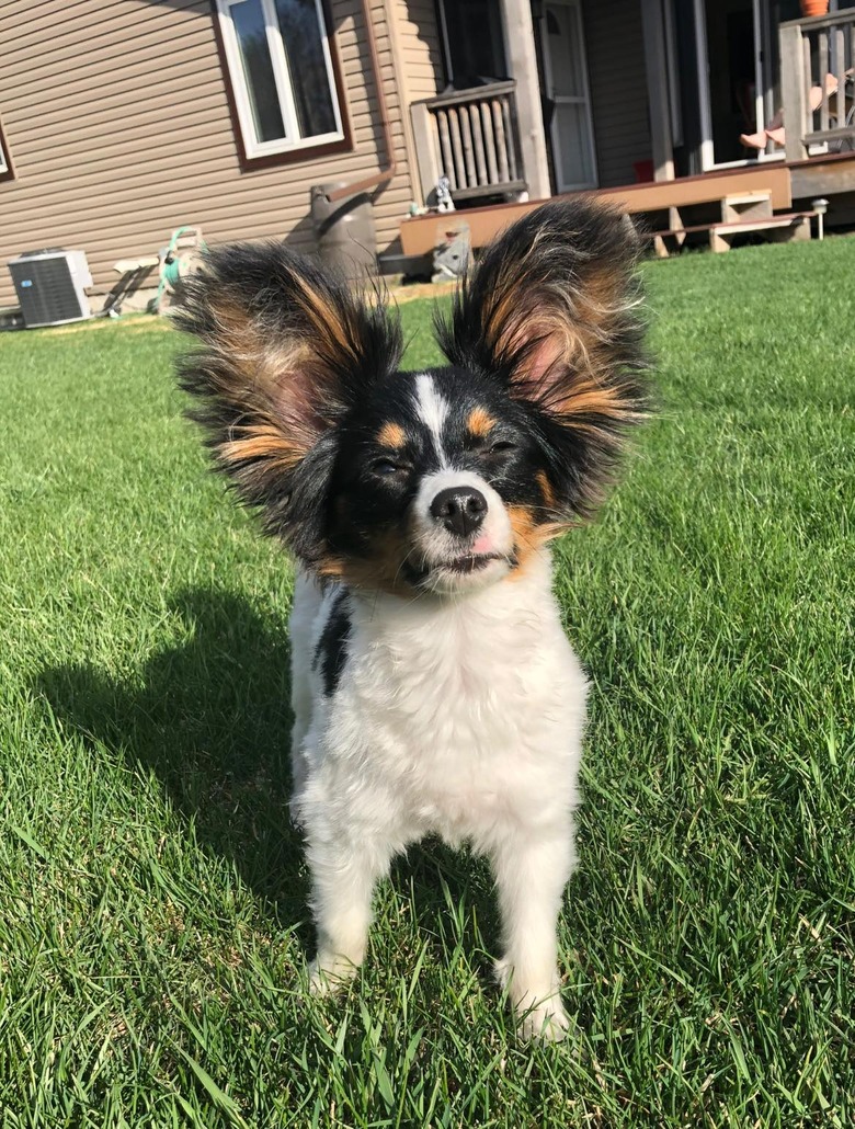 dog with big ears standing in a backyard.